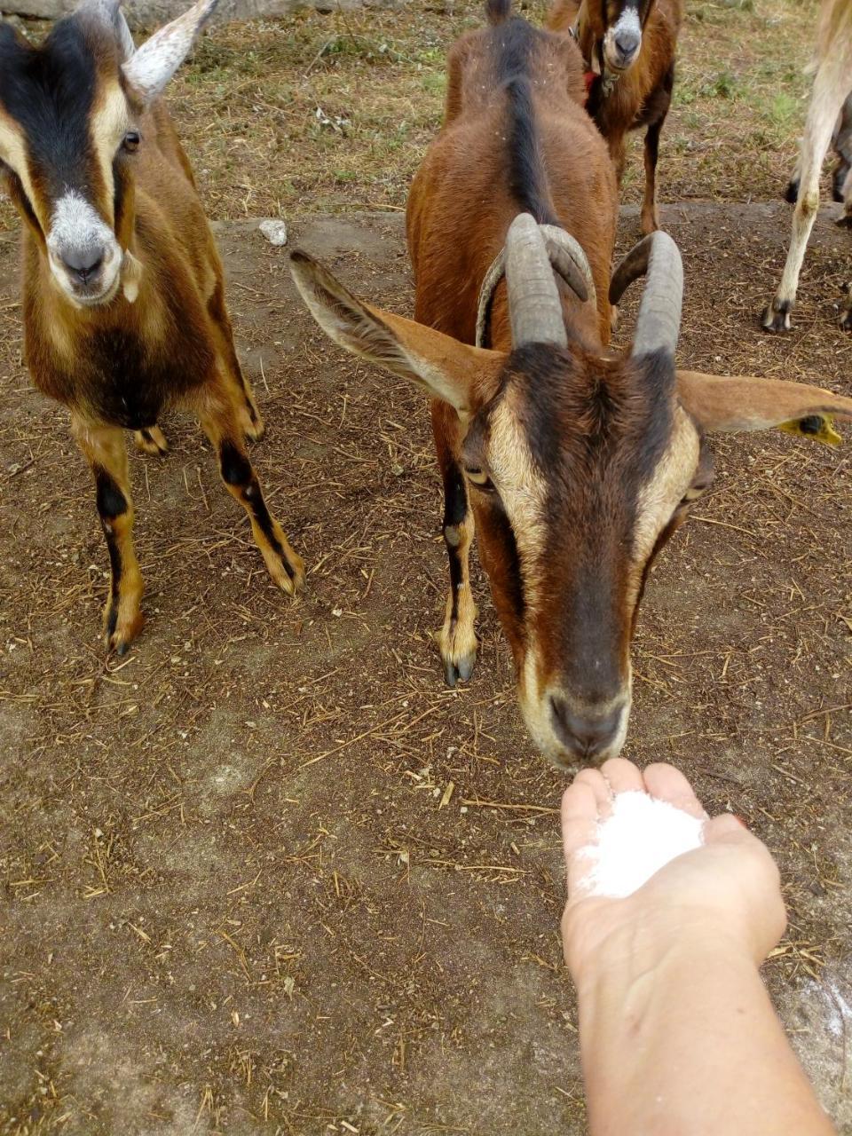 No Meio Da Natureza - Turismo No Espaco Rural Vila Nova de Famalicão Екстериор снимка